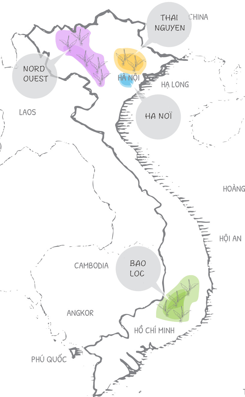 Les différentes régions de plantations de thés vietnamiens